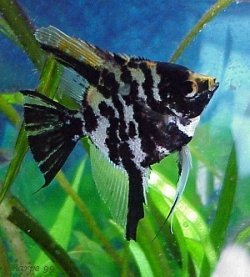 Angelfish - Black Marble - Small